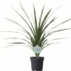 Keulenlilie FloraSelf Cordyline Australis 'Peko' 17er Topf -FloraSelf Geschäft DV 8 5724427 01 4c DE 20171010194133