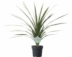 Keulenlilie FloraSelf Cordyline Australis 'Peko' 17er Topf
