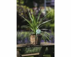 Keulenlilie FloraSelf Cordyline Australis 'Peko' 17er Topf -FloraSelf Geschäft DV 8 5724427 03 4c DE 20171009164440
