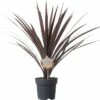 FloraSelf Keulenlilie Cordyline Australis H 20-30 Cm Ø 17 Cm Topf 1 FloraSelf Keulenlilie Cordyline Australis H 20-30 Cm Ø 17 Cm Topf -FloraSelf Geschäft DV 8 5724428 01 4c DE 20171010194008