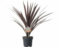 FloraSelf Keulenlilie Cordyline Australis H 20-30 Cm Ø 17 Cm Topf
