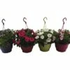 Hängepetunie FloraSelf Petunia Surfinia Ø 21 Cm Topf 2 Hängepetunie FloraSelf Petunia Surfinia Ø 21 Cm Topf -FloraSelf Geschäft DV 8 5724449 01 4c DE 20180307004700