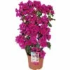 Drillingsblume Spalier FloraSelf Bougainvillea 'Sanderiana' Gesamthöhe Ca. 100 Cm Ø 23 Cm Topf Lila