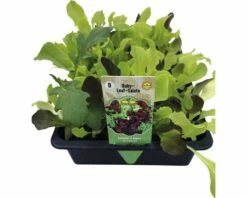 Pflücksalat FloraSelf Lactuca Sativa 'Baby Leaf' 20 Stk.