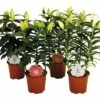 Lilien FloraSelf Lilium Orientalis Ø 13 Cm Topf -FloraSelf Geschäft DV 8 5763693 01 4c DE 20180310092338