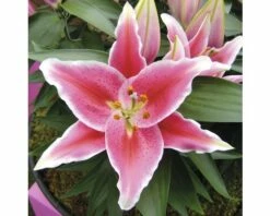Lilien FloraSelf Lilium Orientalis Ø 13 Cm Topf -FloraSelf Geschäft DV 8 5763693 03 4c DE 20180310093643
