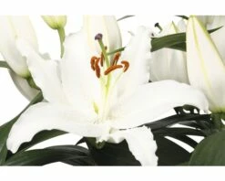 Lilien FloraSelf Lilium Orientalis Ø 13 Cm Topf -FloraSelf Geschäft DV 8 5763693 04 4c DE 20180310092905