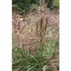 Chinaschilf FloraSelf Miscanthus Sinensis 'Autumn Anthem' H 20-80 Cm Co 3 L -FloraSelf Geschäft DV 8 5798148 02 4c DE 20220726154757