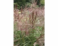 Chinaschilf FloraSelf Miscanthus Sinensis 'Autumn Anthem' H 20-80 Cm Co 3 L