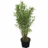 FloraSelf Gartenbambus Fargesia Murielae 'Panda' H 60-80 Cm Co 6 L -FloraSelf Geschäft DV 8 5803043 02 4c NL 20210227221654