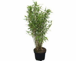 FloraSelf Gartenbambus Fargesia Murielae 'Panda' H 60-80 Cm Co 6 L