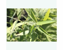 FloraSelf Gartenbambus Fargesia Murielae 'Panda' H 60-80 Cm Co 6 L -FloraSelf Geschäft DV 8 5803043 03 4c NL 20210227221654