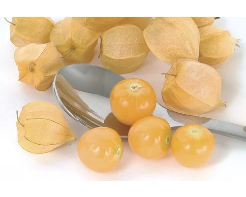 Physalis Andenbeere FloraSelf Physalis Peruviana Ø 12 Cm Topf 3 Physalis Andenbeere FloraSelf Physalis Peruviana Ø 12 Cm Topf