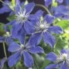 Waldrebe FloraSelf Clematis Integrifolia 'Arabella' H 75-85 Cm Co 2,3 L -FloraSelf Geschäft DV 8 5823297 01 4c CH 20171007002722