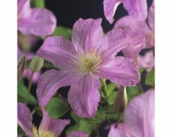 Waldrebe FloraSelf Clematis X Hybride 'Comtesse De Bouchaud' Co 2,3L
