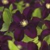 Waldrebe FloraSelf Clematis X Hybride 'Warszamska Nike' Co 2,3L -FloraSelf Geschäft DV 8 5823306 01 4c CH 20171007002531