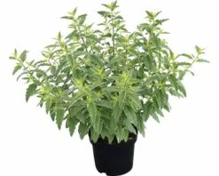 Bartblume FloraSelf Caryopteris Clandonensis 'White Surprise' H 40-60 Cm Co 4 L