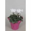Zimmer-Alpenveilchen FloraSelf Cyclamen Persicum H 20-25 Cm Ø 10,5 CmTopf Zufällige Sortenauswahl