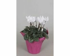 Zimmer-Alpenveilchen FloraSelf Cyclamen Persicum H 20-25 Cm Ø 10,5 CmTopf Zufällige Sortenauswahl