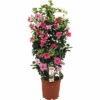 Dipladenie, Trichterblüte Spalier FloraSelf Dipladenia Mandevilla Gesamthöhe Ca. 90 Cm Ø 21 Cm Topf Rosa 2 Dipladenie, Trichterblüte Spalier FloraSelf Dipladenia Mandevilla Gesamthöhe Ca. 90 Cm Ø 21 Cm Topf Rosa -FloraSelf Geschäft DV 8 5939238 02 4c RO 20210610101751