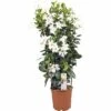 Dipladenie, Trichterblüte Spalier FloraSelf Dipladenia Mandevilla Gesamthöhe Ca. 90 Cm Ø 21 Cm Topf Weiß -FloraSelf Geschäft DV 8 5939240 01 4c DE 20171011120316