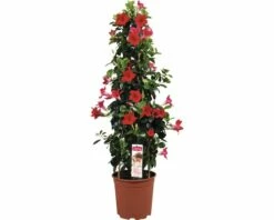Dipladenie, Trichterblüte Pyramide FloraSelf Dipladenia Mandevilla Gesamthöhe Ca. 90 Cm Ø 21 Cm Topf Rot