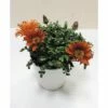 Halbstrauch-Gazanie, Mittagsgold FloraSelf Gazania Rigens Ø 18 Cm Topf -FloraSelf Geschäft DV 8 5939278 02 4c CH 20181005151652