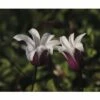 Waldrebe FloraSelf Clematis Hybride 'Princess Kate' H 50-70 Cm Co 2,3 L -FloraSelf Geschäft DV 8 5983733 01 4c DE 20210625091656