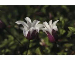 Waldrebe FloraSelf Clematis Hybride 'Princess Kate' H 50-70 Cm Co 2,3 L