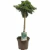 Kriechwacholder FloraSelf Juniperus Procumbens 'Nana' StH 40 Cm Co 3 L -FloraSelf Geschäft DV 8 5985629 01 4c DE 20190130093722