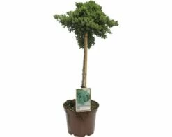 Kriechwacholder FloraSelf Juniperus Procumbens 'Nana' StH 40 Cm Co 3 L