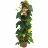 Schwarzäugige Susanne Pyramide FloraSelf Thunbergia Alata Gesamthöhe Ca. 90 Cm Ø 19 Cm Topf Dreifarbig