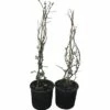Zierquitte FloraSelf Chaenomeles Superba 'Pink Lady' H 50-60 Cm Co 5 L 1 Stk.