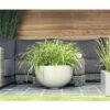 Weißrandige Garten-Segge FloraSelf Carex Morrowii 'Ice Dance' H 5-20 Cm T 14 Cm -FloraSelf Geschäft DV 8 6008872 01 4c DE 20210113084758