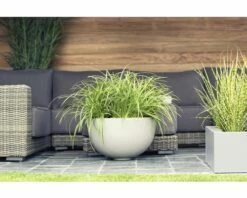 Weißrandige Garten-Segge FloraSelf Carex Morrowii 'Ice Dance' H 5-20 Cm T 14 Cm