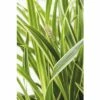 Weißbunte Segge FloraSelf Carex Oshimensis 'Everest' H 5-30 Cm T 14 Cm -FloraSelf Geschäft DV 8 6008872 02 4c DE 20210113091658 1