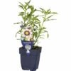 Mädchenauge FloraSelf Coreopsis-Cultivars 'Redshift' H 5-40 Cm Co 0,5 L -FloraSelf Geschäft DV 8 6018018 01 4c DE 20220321140720