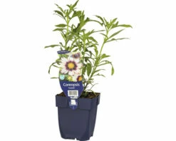 Mädchenauge FloraSelf Coreopsis-Cultivars 'Redshift' H 5-40 Cm Co 0,5 L