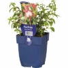 Fuchise FloraSelf Fuchsia Magellanica 'Patio Princess' H 5-30 Cm Co 0,5 L