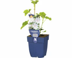 Bechermalve, Buschmalve FloraSelf Lavatera Olbia 'Frederique' H 5-40 Cm Co 0,5 L