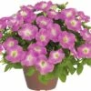 Petunie FloraSelf Petunia X Hybride 'Baroque Pink Ray' Ø 12 Cm Topf -FloraSelf Geschäft DV 8 6044371 01 4c DE 20190226134759