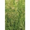 Rasen Schmiele FloraSelf Deschampsia Cespitosa H 10-100 Cm Co 3 L -FloraSelf Geschäft DV 8 6052839 01 4c DE 20180209000051