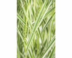 Rohr-Glanzgras FloraSelf Phalaris Arundinacea 'Feesey' H 10-60 Cm Co 3 L