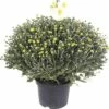 FloraSelf Chrysantheme Chrysanthemum Indicum X Grandiflorum 'Primo Pistache' Ø 19 Cm Topf -FloraSelf Geschäft DV 8 6091979 01 4c DE 20200805164755