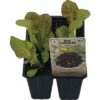 Eichblattsalat FloraSelf Bio Letuca Sativa 'Piro' Ø 6 Cm Topf 6 Stk -FloraSelf Geschäft DV 8 6094328 01 4c DE 20190417211658