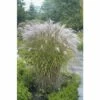Chinaschilf 'Kleine Silberspinne' FloraSelf Miscanthus Sinensis 'Kleine Silberspinne' H 20-100 Cm Co 5 L -FloraSelf Geschäft DV 8 6103253 01 4c DE 20180209001146