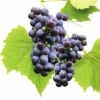Bio Tafeltraube Kernarm FloraSelf Bio Vitis Vinifera 'Venus' H 60-100 Cm Co 3 L