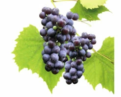 Bio Tafeltraube Kernarm FloraSelf Bio Vitis Vinifera 'Venus' H 60-100 Cm Co 3 L