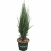 Blauer Säulenwacholder FloraSelf Juniperus Scopulorum 'Blue Arrow' H 60-80 Cm Co 6 L