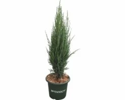Blauer Säulenwacholder FloraSelf Juniperus Scopulorum 'Blue Arrow' H 60-80 Cm Co 6 L